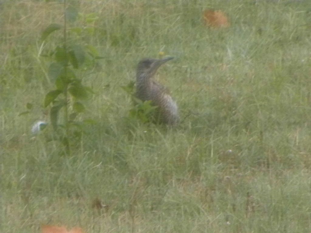 giovane Picchio verde